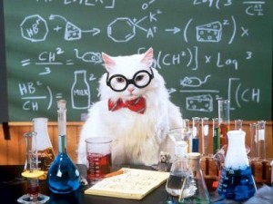 teacher cat