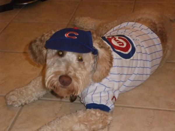 Cubs Minor League Daily: For The Dogs - Bleacher Nation